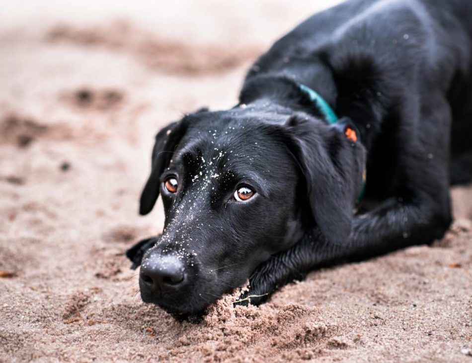 Black Labrador laying down in sand