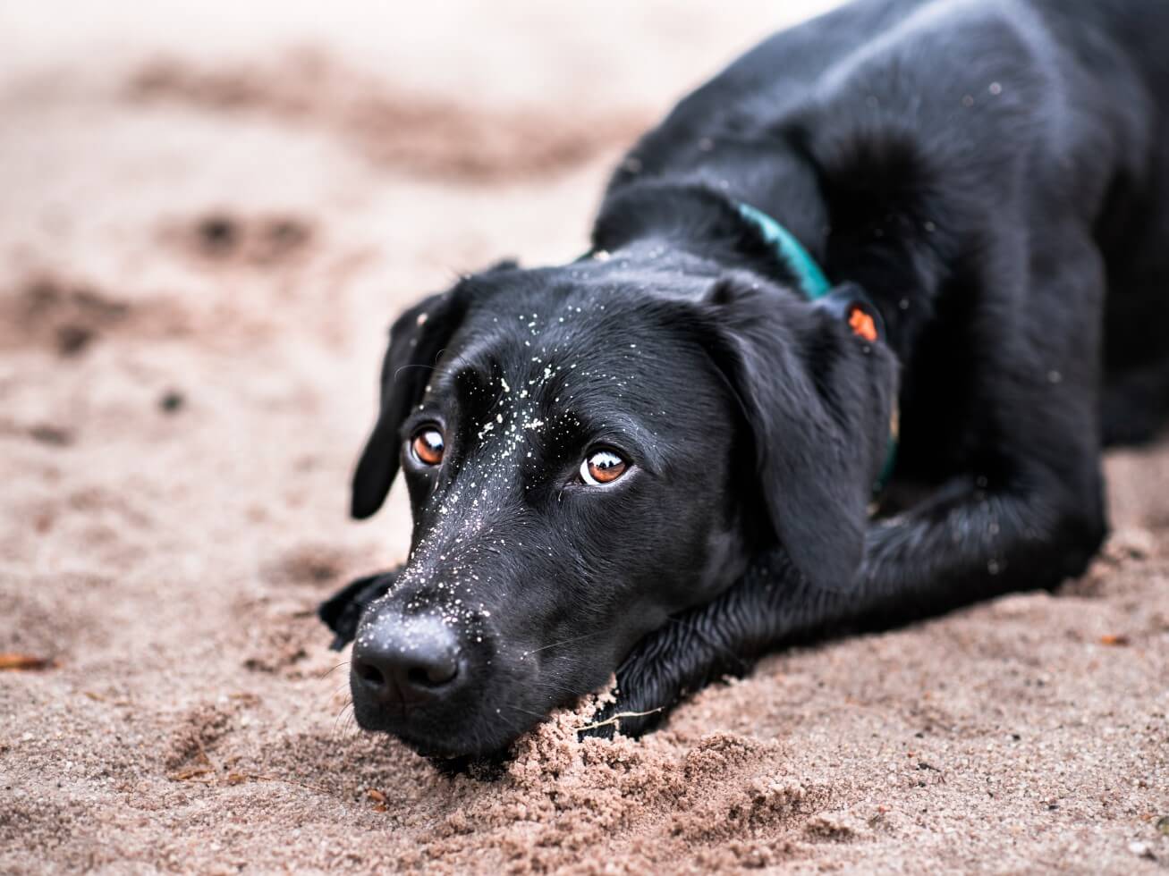 Black Labrador laying down in sand