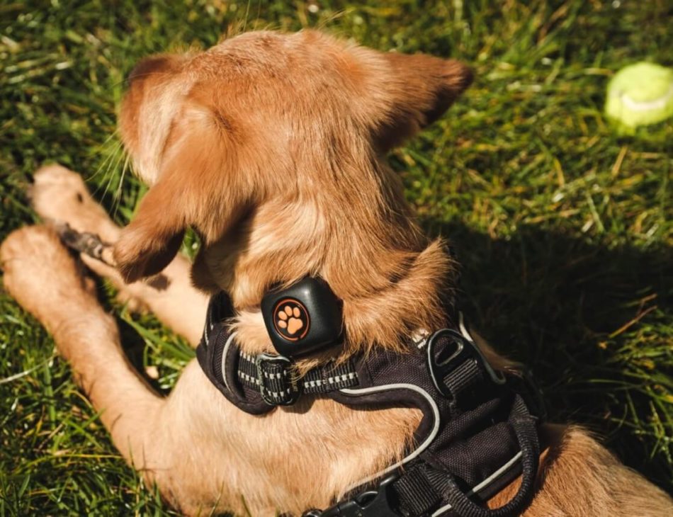 Light brown puppy wearing a harness and a PitPat