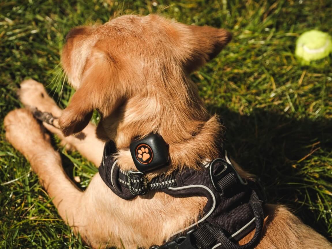 Light brown puppy wearing a harness and a PitPat