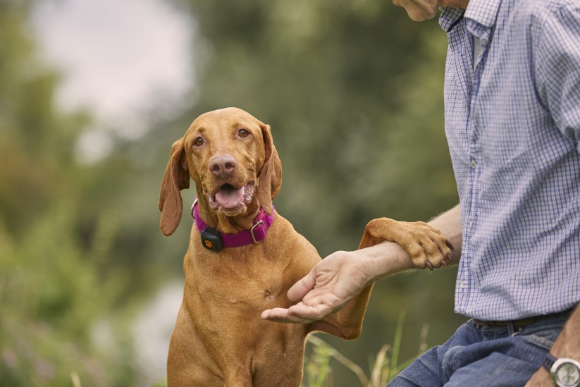 Vizsla giving paw to person wearing a PitPat Dog Activity Monitor