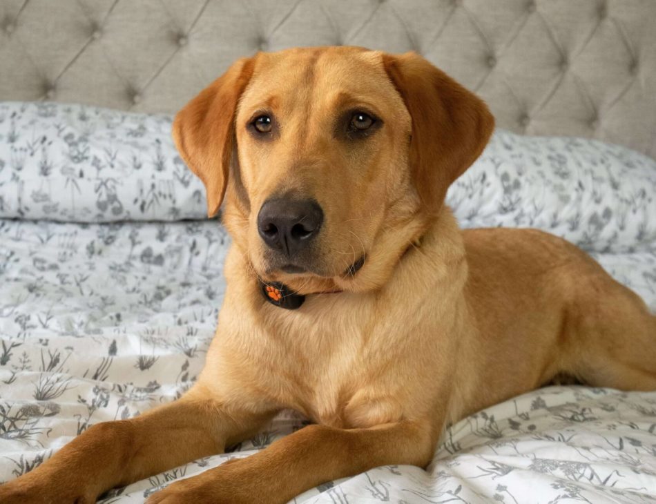 Goldne Labrador on bed