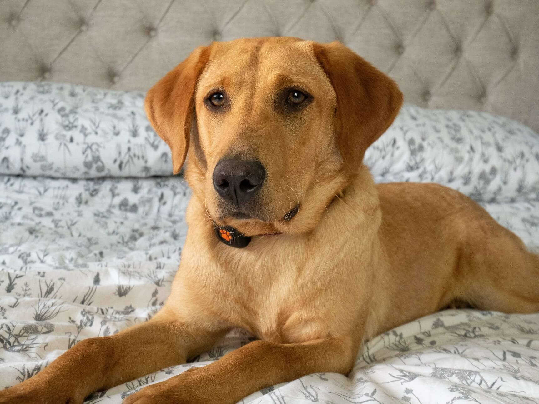 Neutering Your Dog What You Need To Know Pitpat