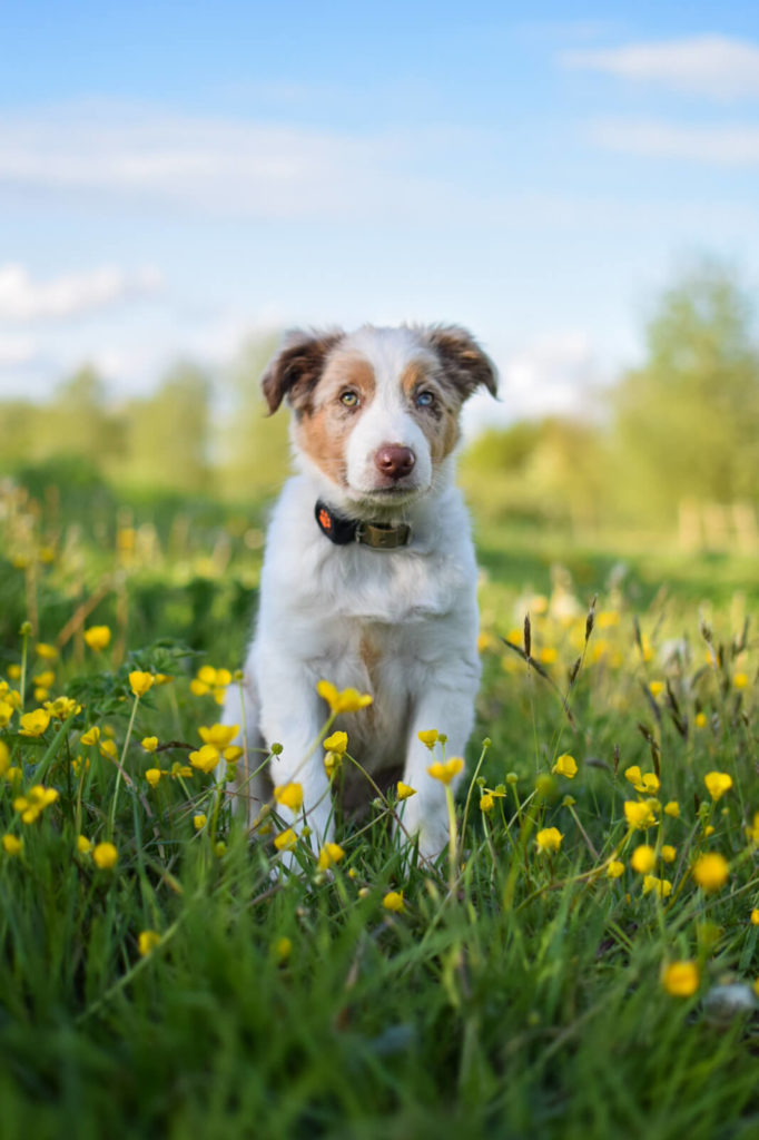 Australian Shepherd puppy in a field with yellow flowers