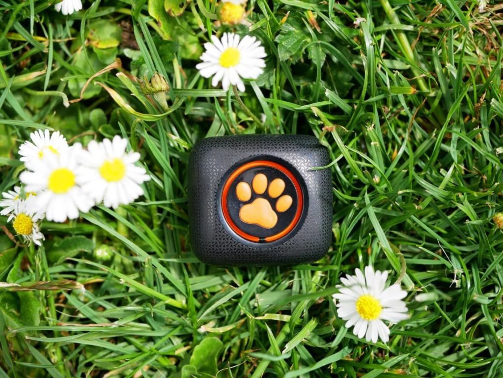 PitPat dog activity monitor on grass