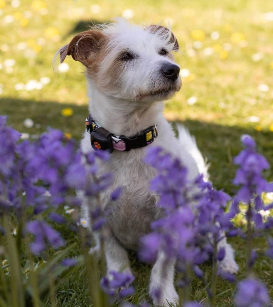 Jack Russell Terrier amongst bluebells wearing a PitPat Dog Activity Monitor