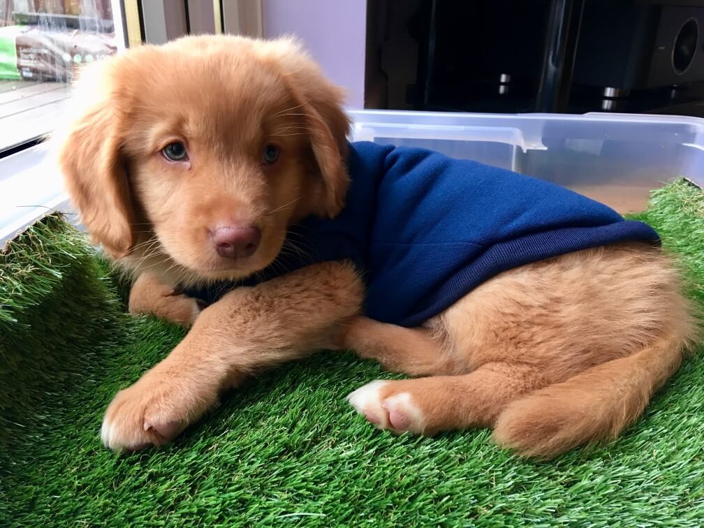 Duck Toller Retriever puppy