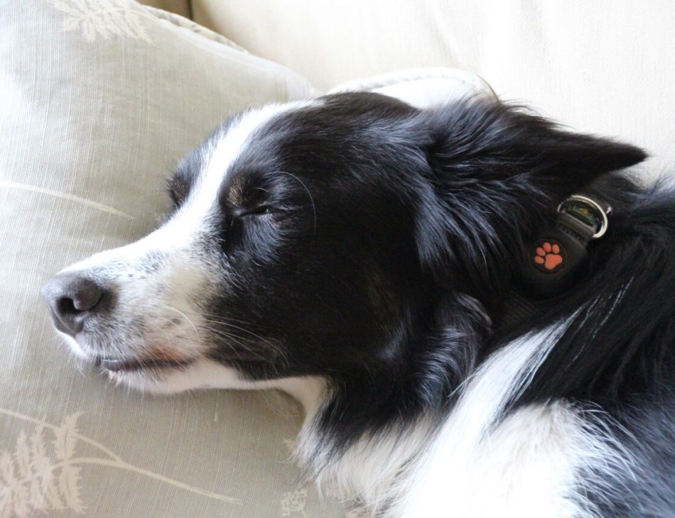 Border Collie sleeping on sofa wearing a PitPat Dog Activity Monitor