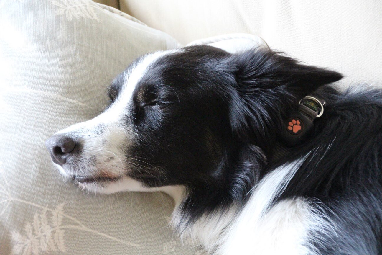Border Collie sleeping on sofa wearing a PitPat Dog Activity Monitor