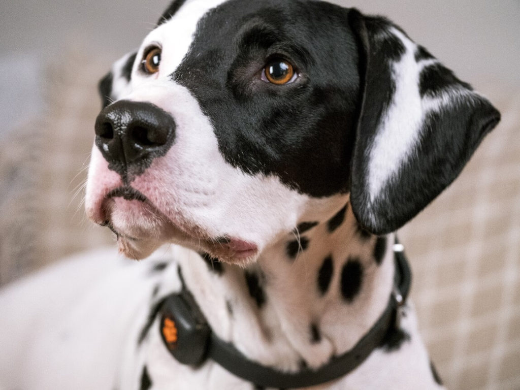 Dalmatian wearing a PitPat