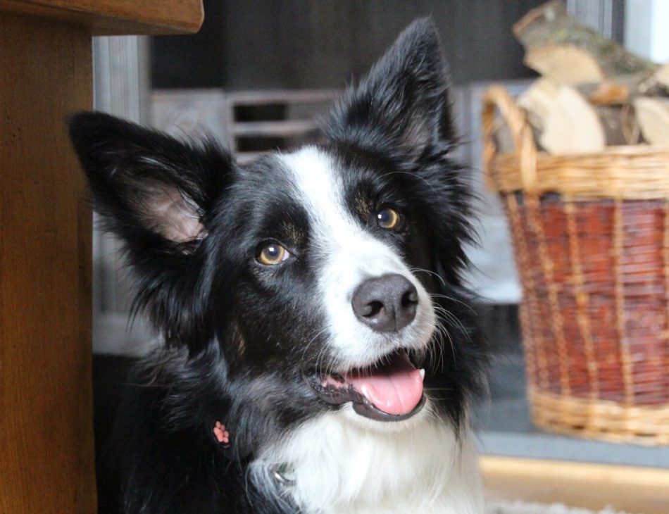 Border Collie laying indoors looking into camera