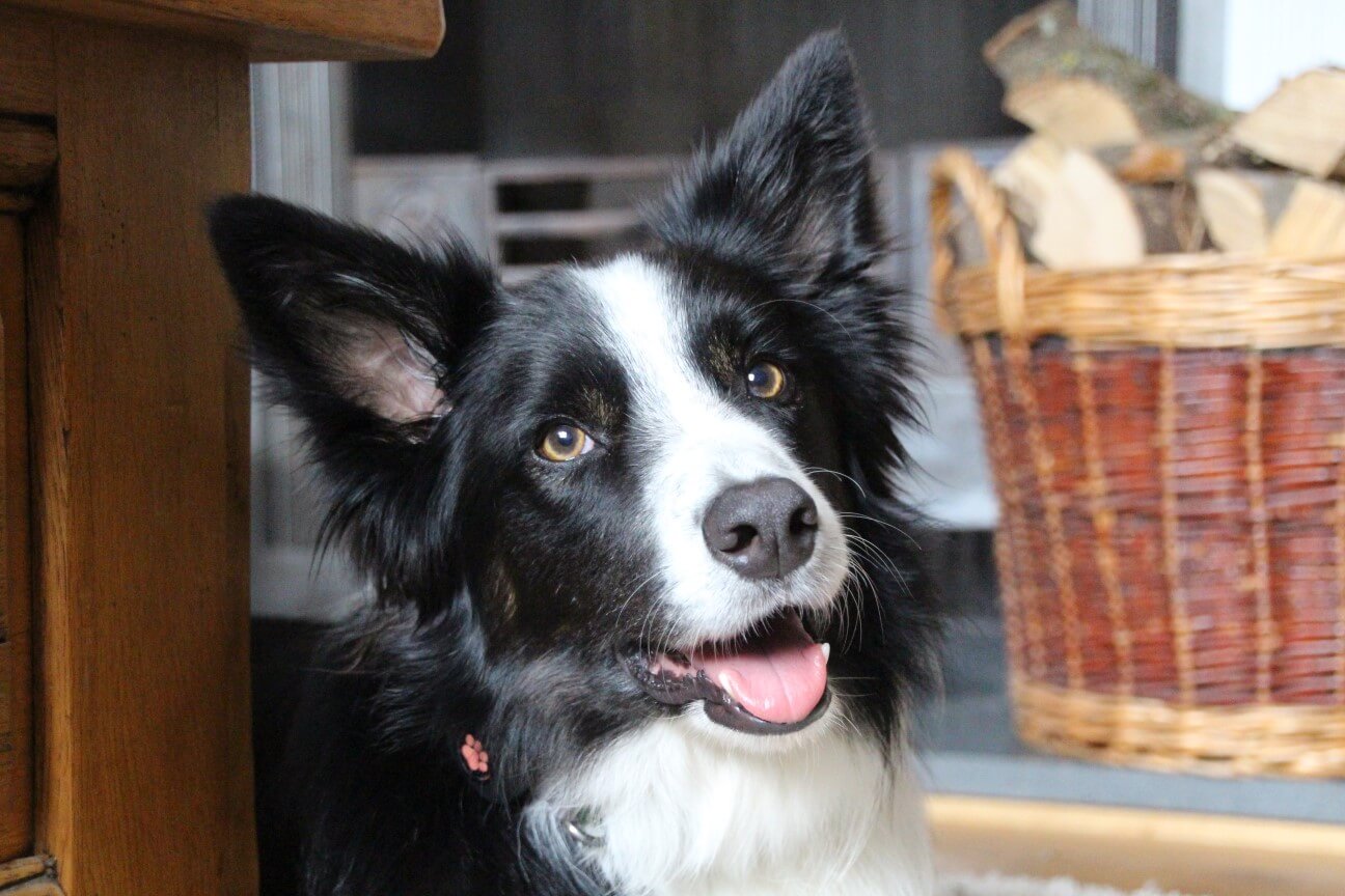 Border Collie laying indoors looking into camera