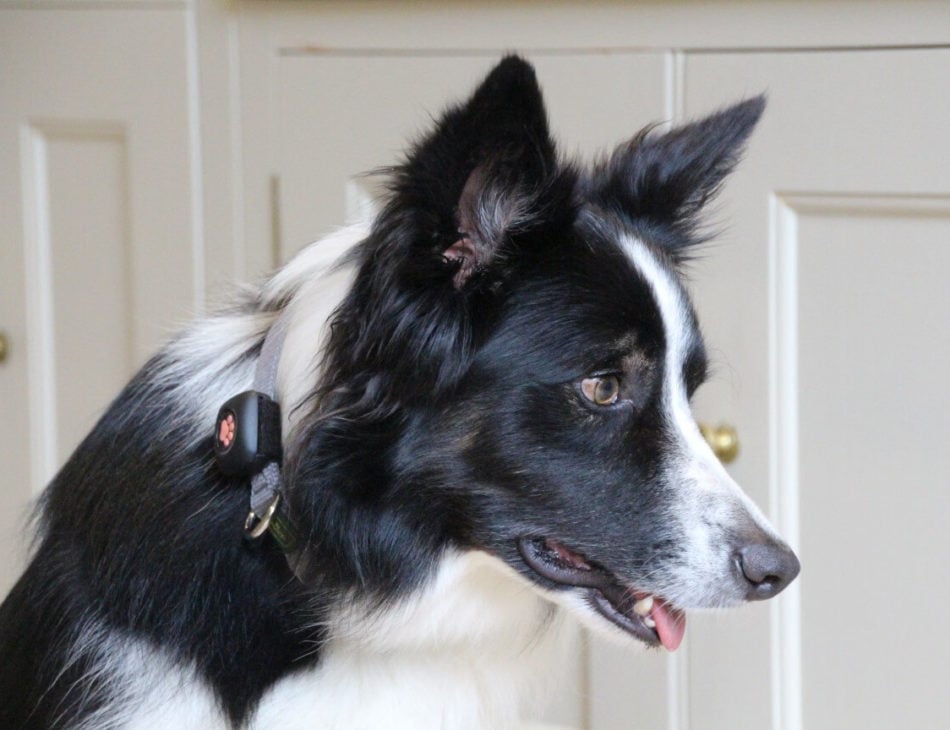 Border Collie sitting in front of cupboard wearing a PitPat Dog Activity Monitor