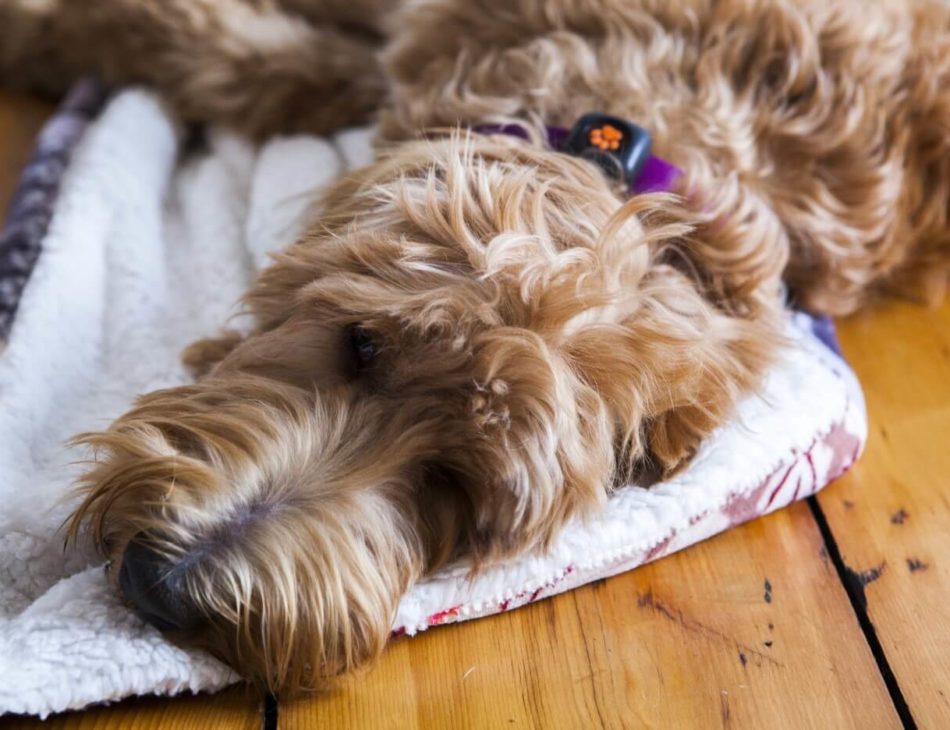 Irish doodle asleep on the floor