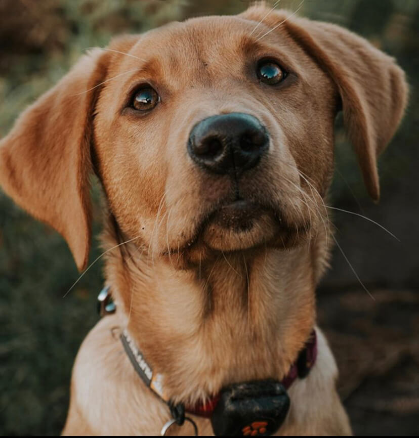 Golden Labrador puppy