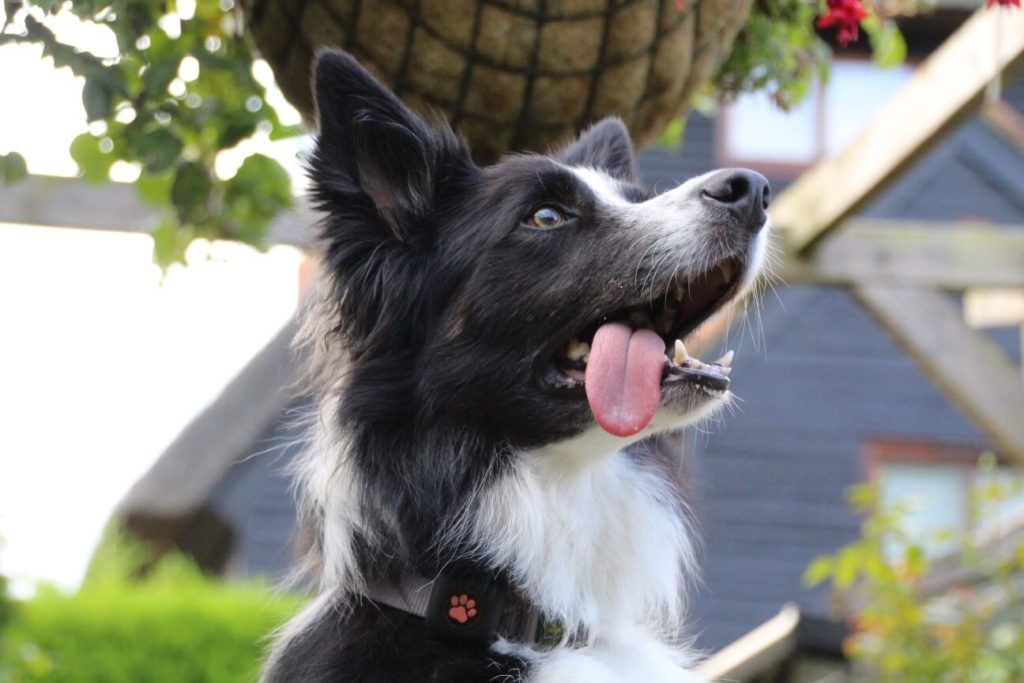 Border Collie with tongue sticking out