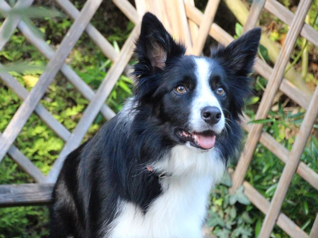 Border Collie in front of trellis