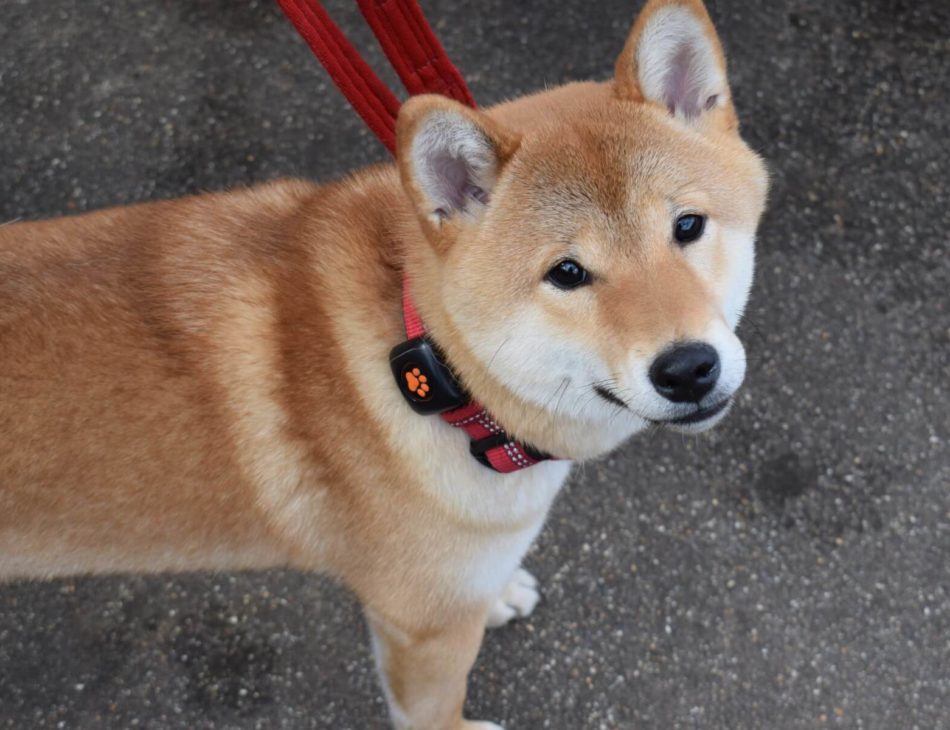 Shiba Inu wearing a PitPat