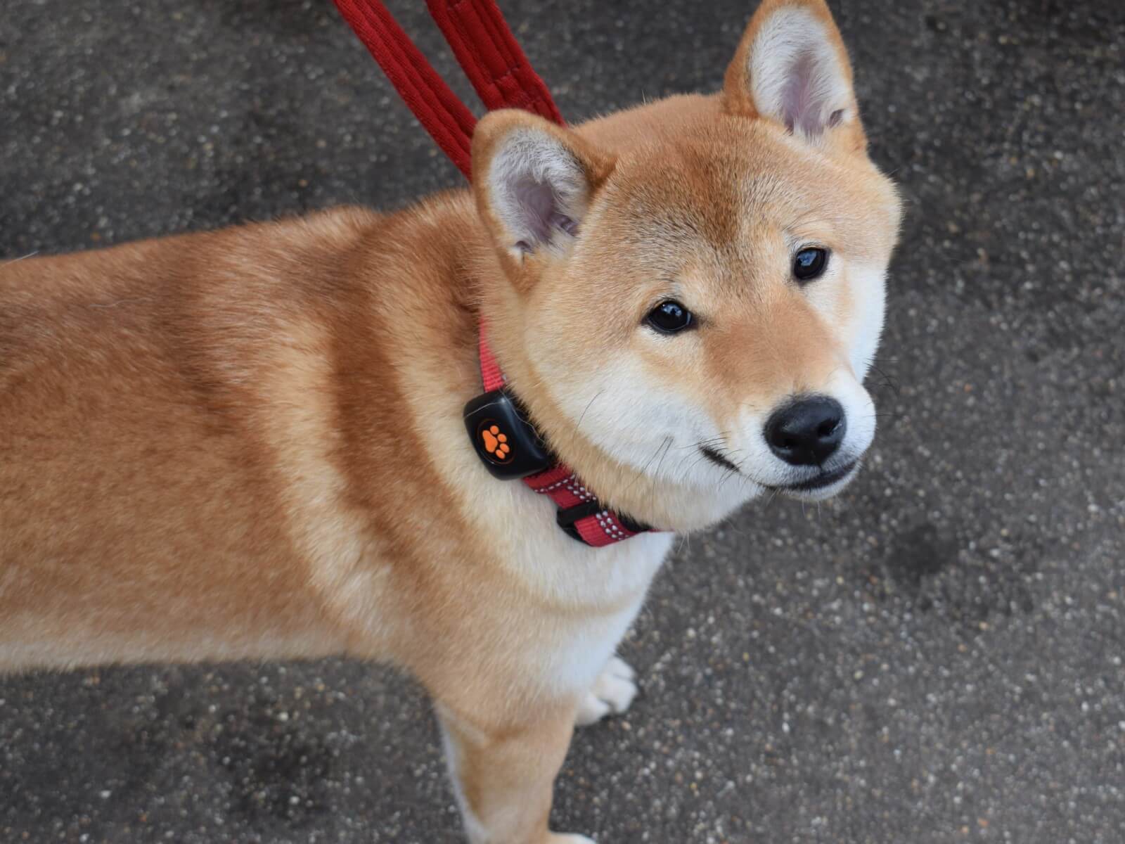 Shiba Inu wearing a PitPat