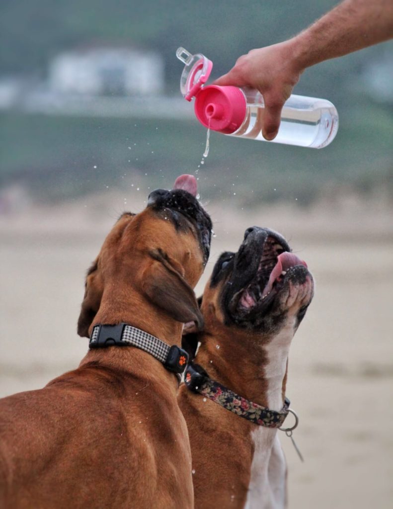 Boxer Dogs drinking water on the beach
