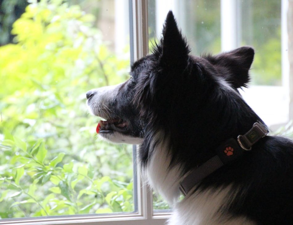 Border Collie looking out of a window wearing a PitPat Dog Activity Monitor