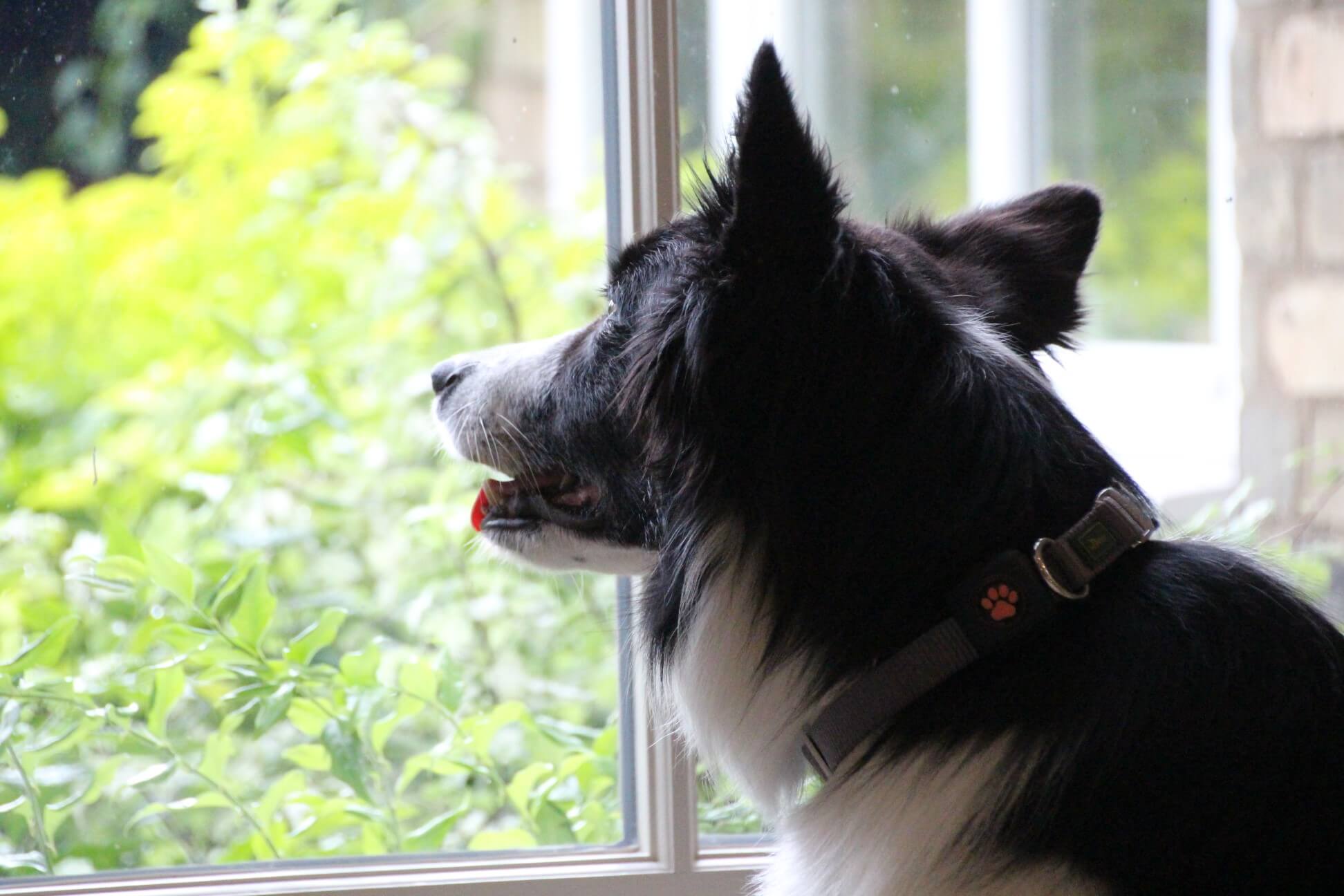 Border Collie looking out of a window wearing a PitPat Dog Activity Monitor