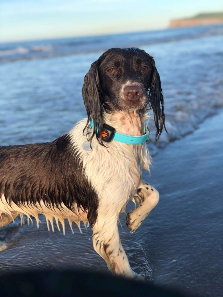 Spaniel wet at the beach
