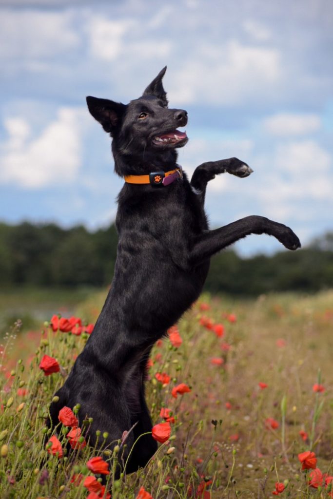 Mixed breed black dog jumping in a meadow