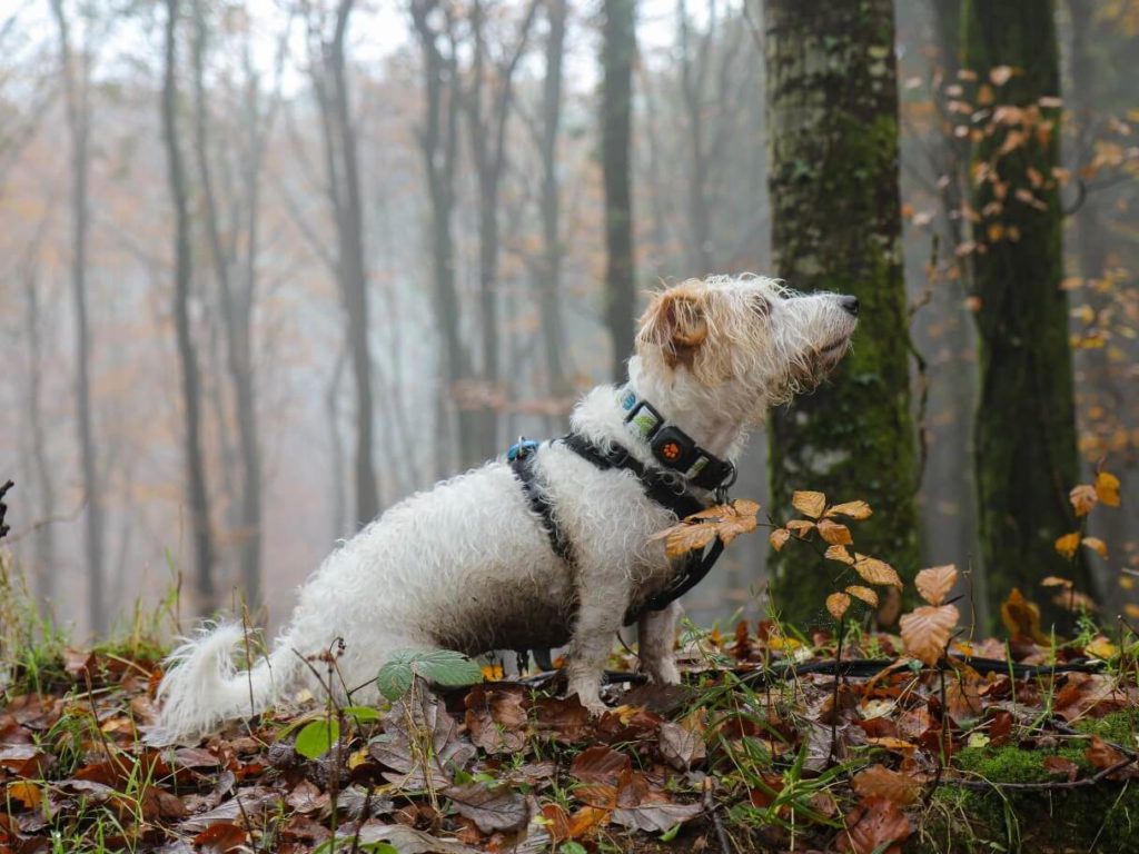 Wet Jack Russell Terrier in a forest wearing a PitPat Dog Activity Monitor