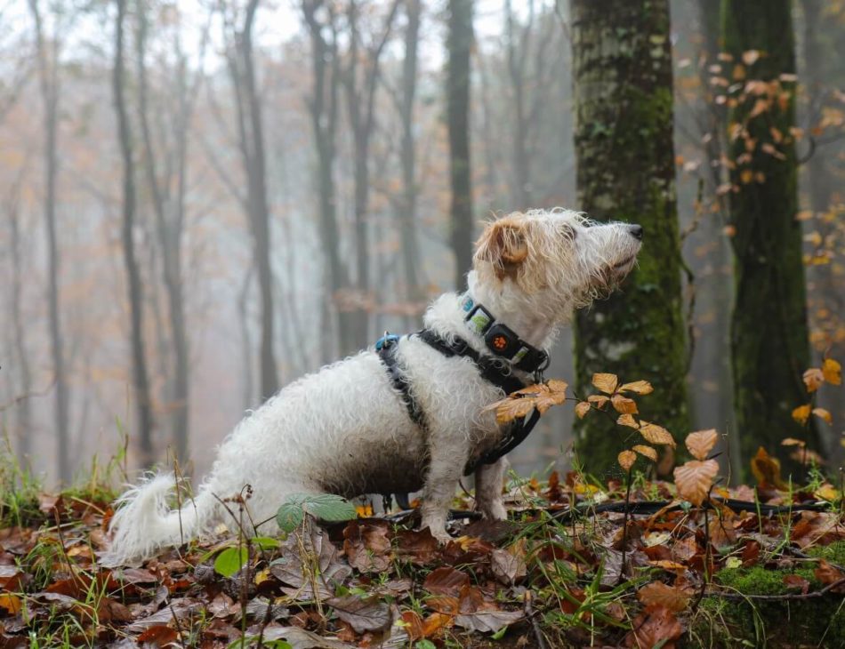 Wet Jack Russell Terrier in a forest wearing a PitPat Dog Activity Monitor
