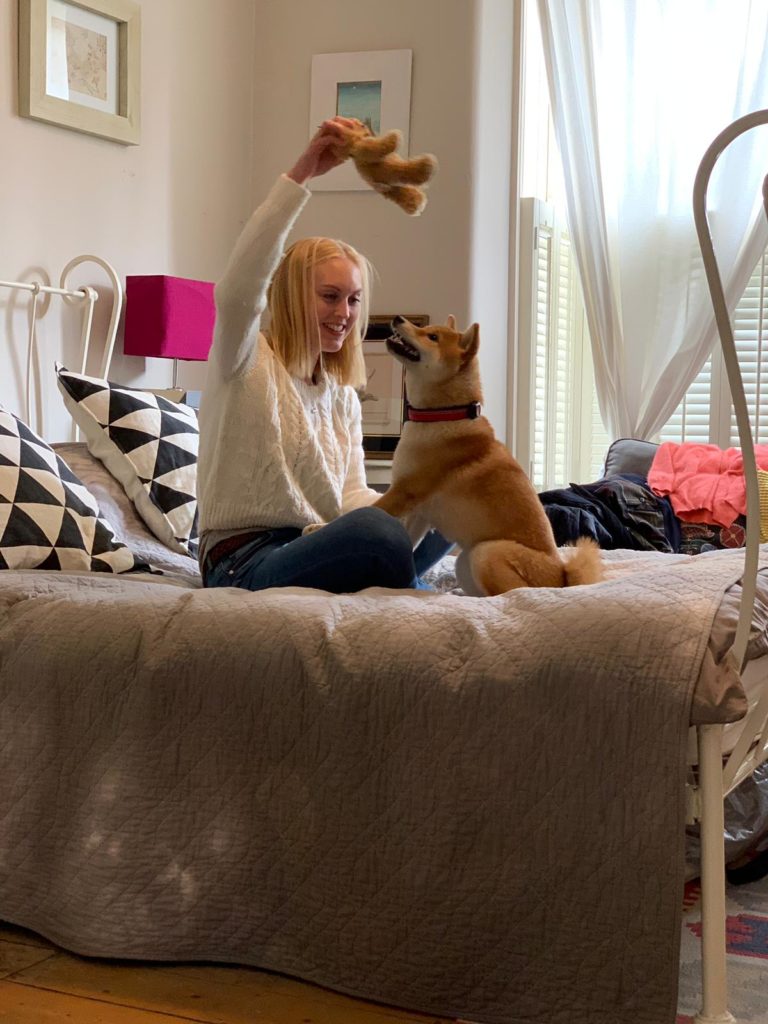 Shiba Inu playing with owner on bed