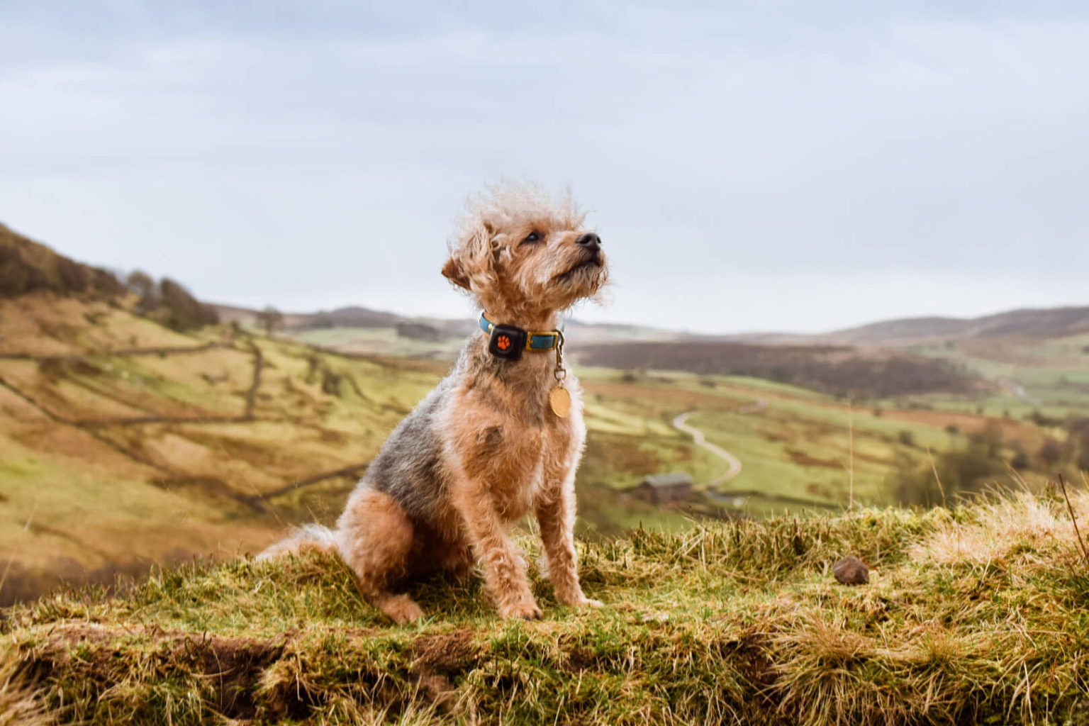 Top 10 low maintenance dog breeds PitPat