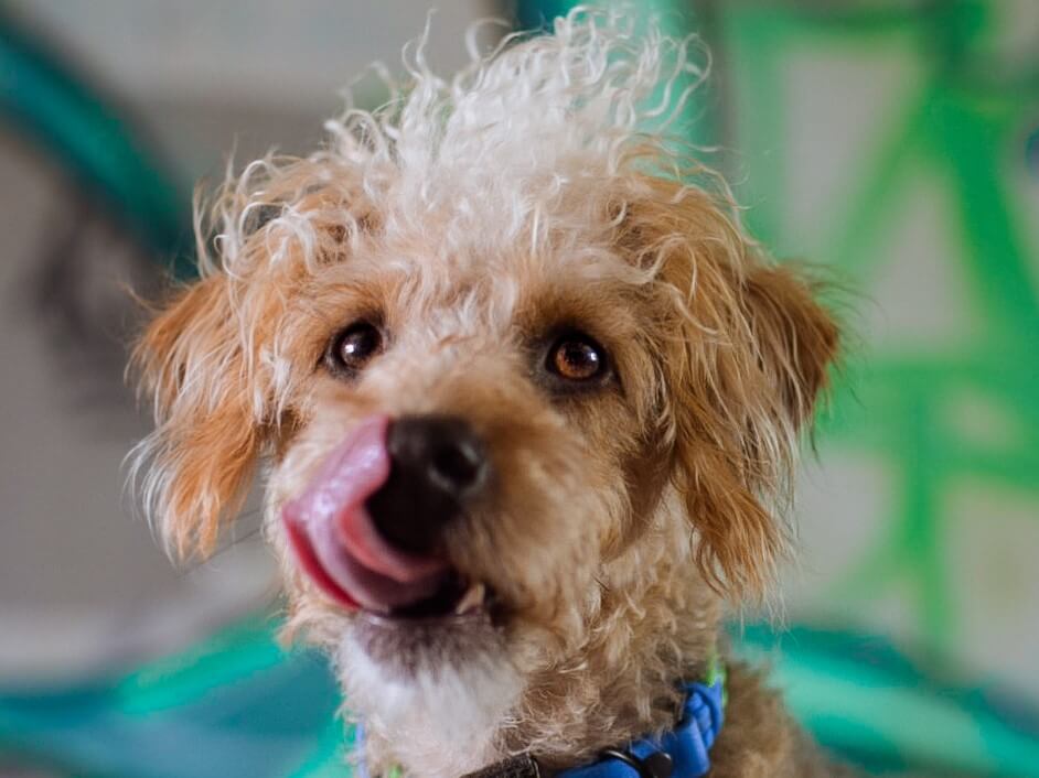 Mixed breed dog licking it's lips