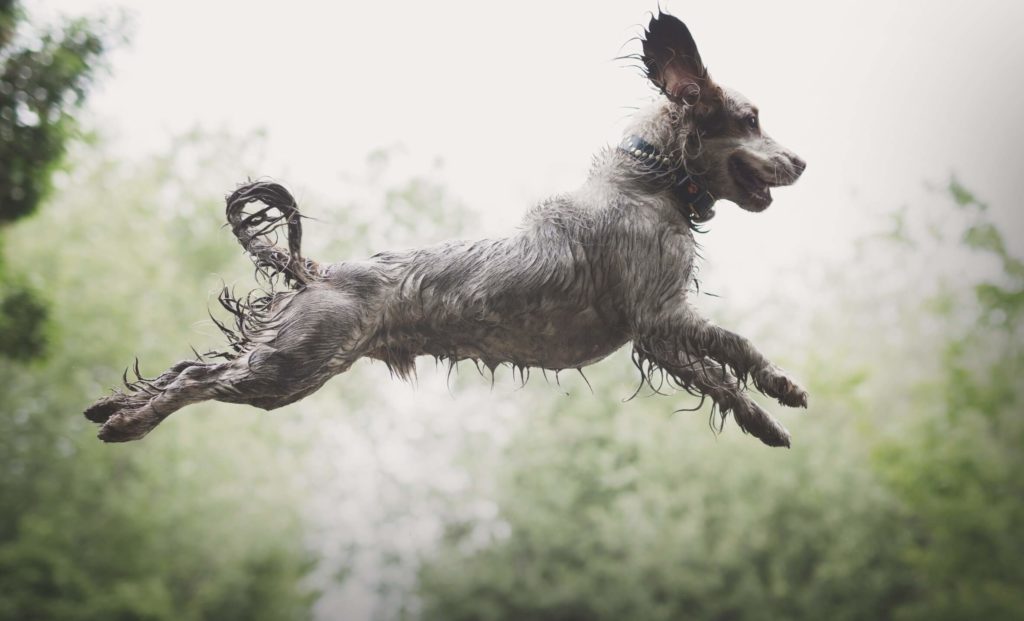 Cocker Spaniel leaping in the air