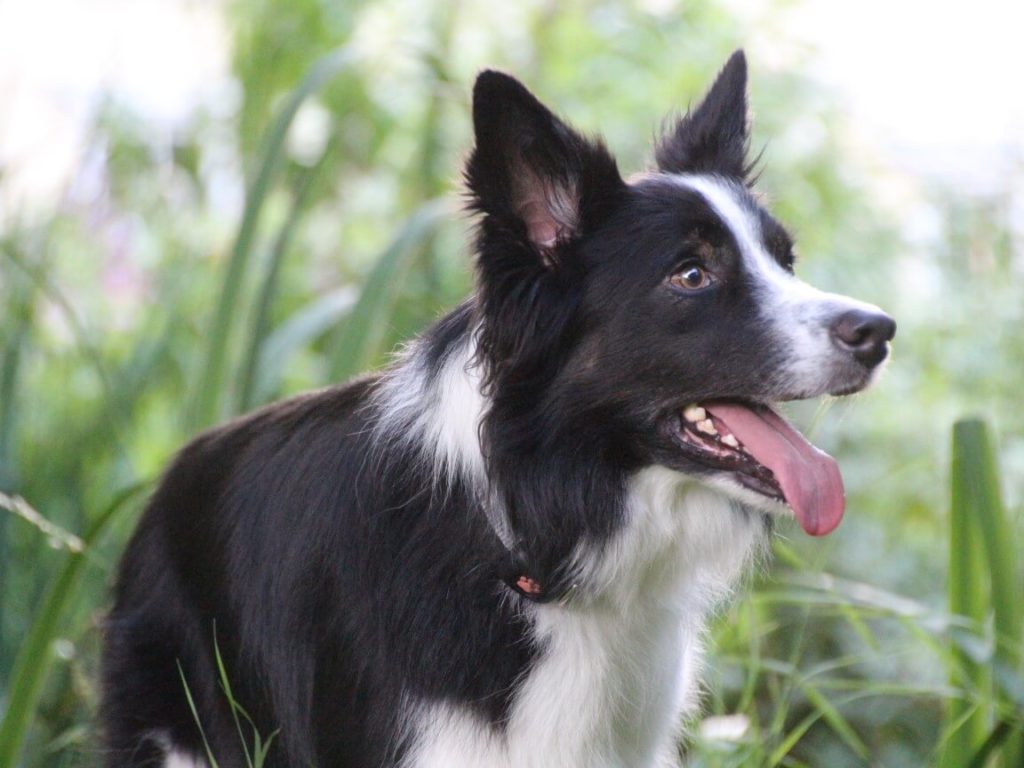 Border Collie outside