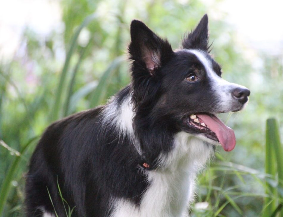 Border Collie outside