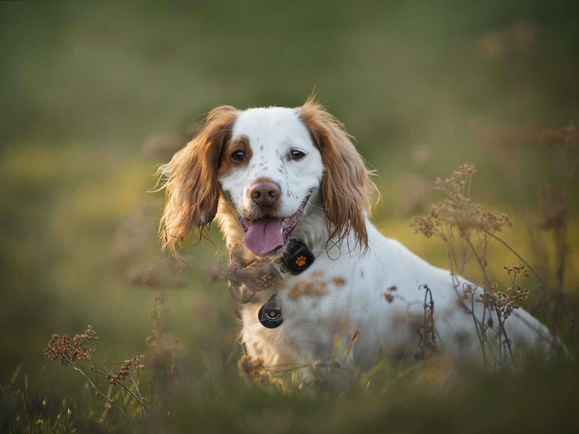 Cocker Spaniel wearing a PitPat