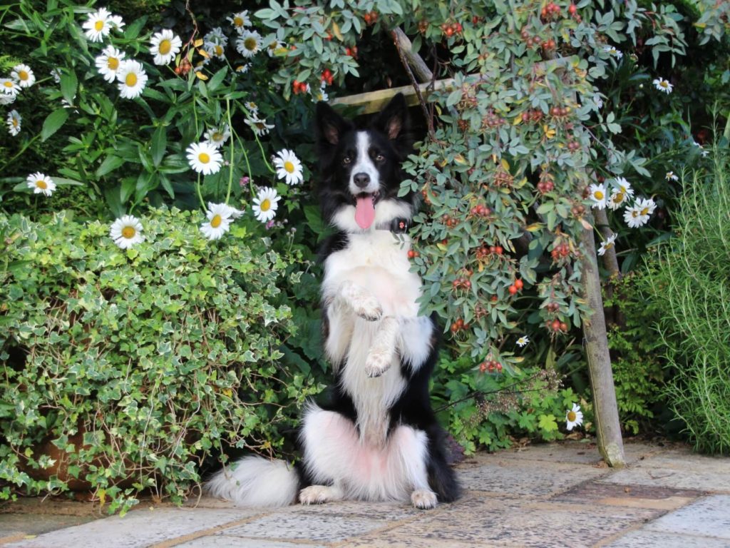 Border Collie sitting up in front of shrubbery