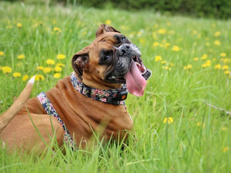 Neutering your dog what you need to know PitPat