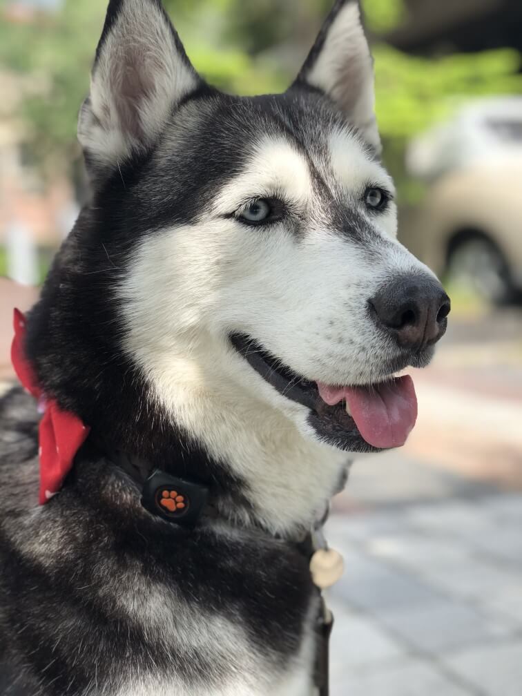 Siberian Husky wearing a PitPat