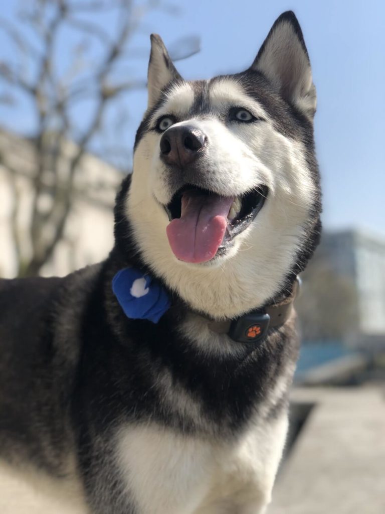 Siberian Husky wearing a PitPat