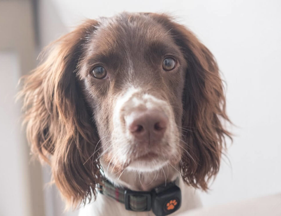 Springer Spaniel wearing a PitPat