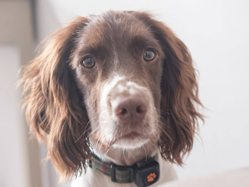 Springer Spaniel wearing a PitPat