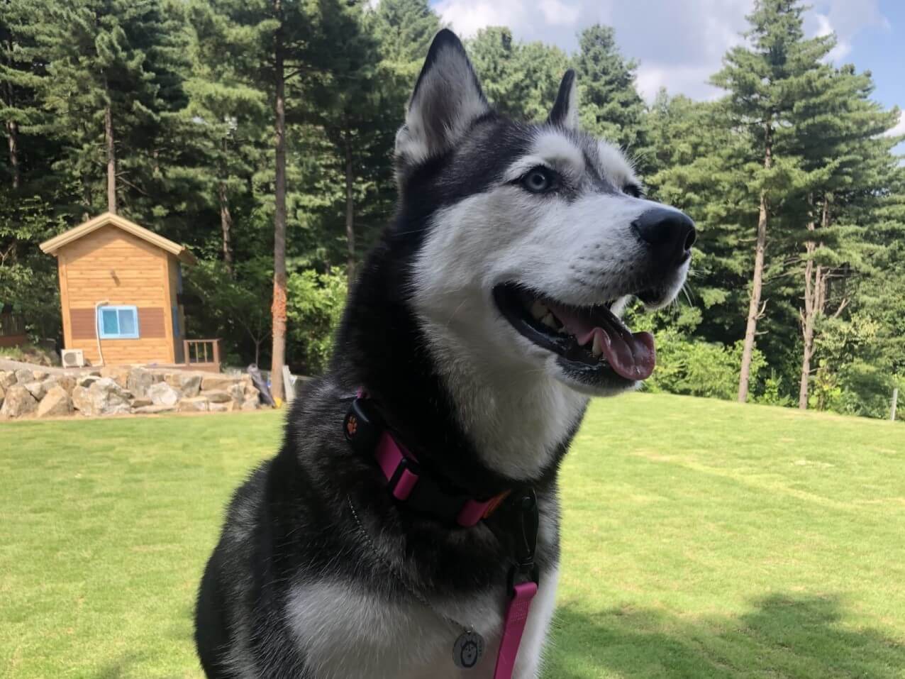 Siberian Husky sat on rock in a field