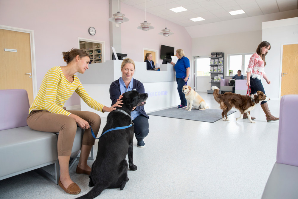 PitPat VetNurse Scheme