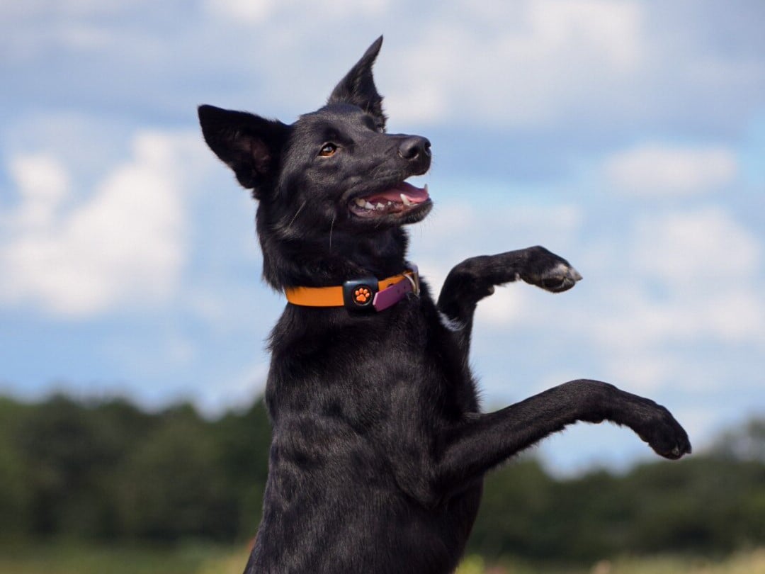 Black dog standing on two legs wearing a PitPat Dog Activity Monitor