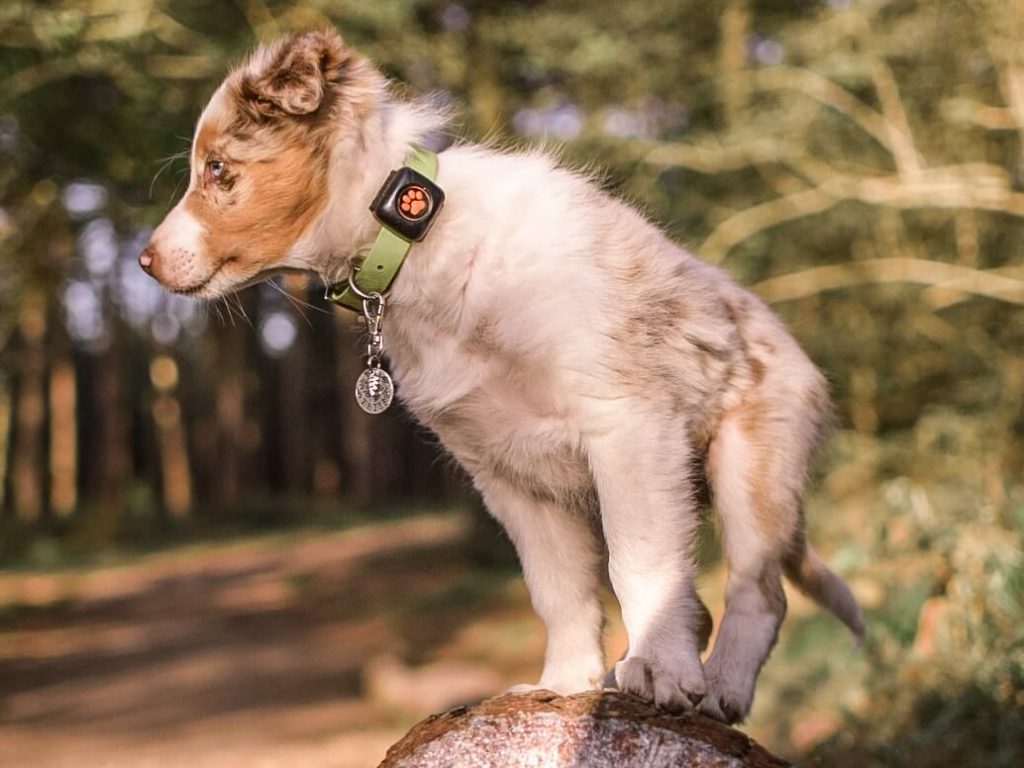 Australian Shepherd puppy sitting on a log
