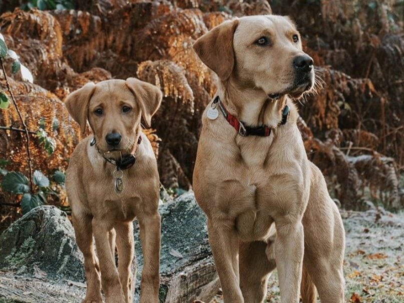 Two golden labradors amongst ferns