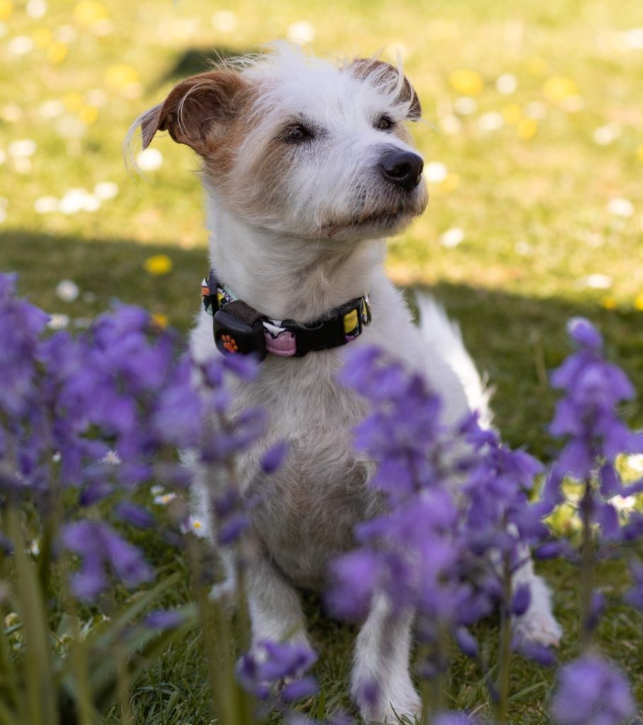 Jack Russell Terrier sitting behind bed of flowers