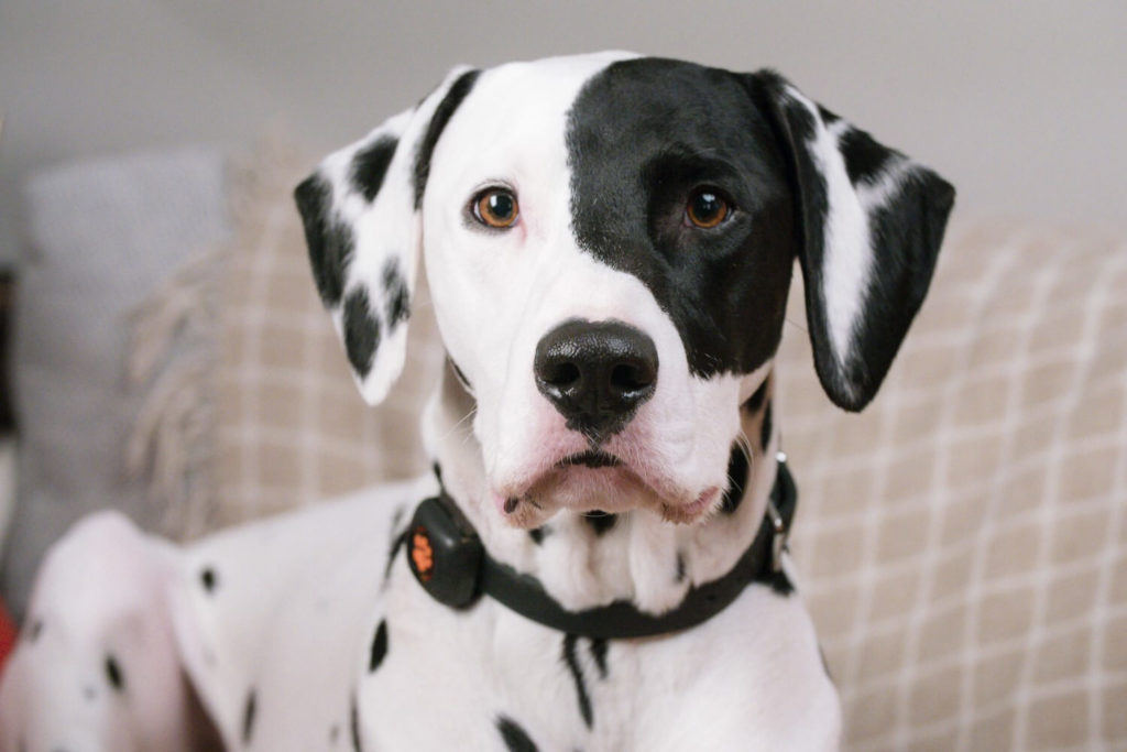 Dalmatian wearing a PitPat